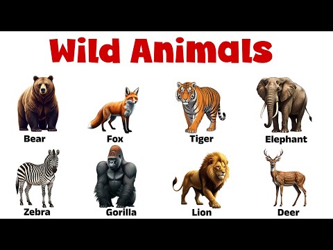 Learn Wild Animal Names in English - Common Animals Vocabulary for Kids ...
