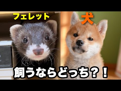 フェレットとイタチの違い