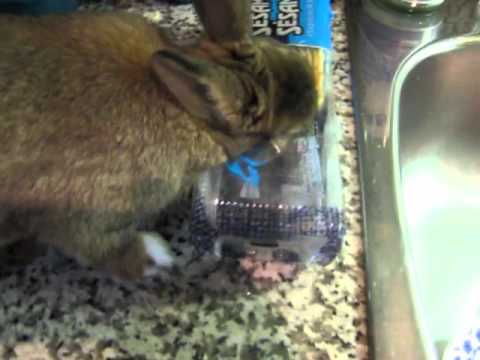 download lagu mp3 mp4 Miso Crackers, download lagu Miso Crackers gratis, unduh video klip Miso Crackers