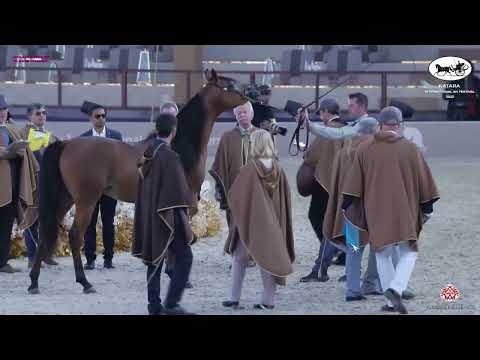 N 342 ALK RETAJJ   Katara Int  Arabian Horse Festival 2022   Colts 2 Years Old Class 5