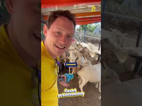Rarita ze západních Čech: Cesta na pastvinu “kozejkem” 🐐🚜