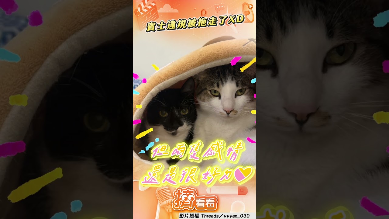 影音／賓士貓甲奔突被「強制拖吊」！　調皮虎斑偷襲不給吃笑翻