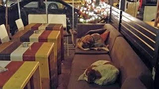 Woman Opens Cafe at Night to Shelter Stray Dogs