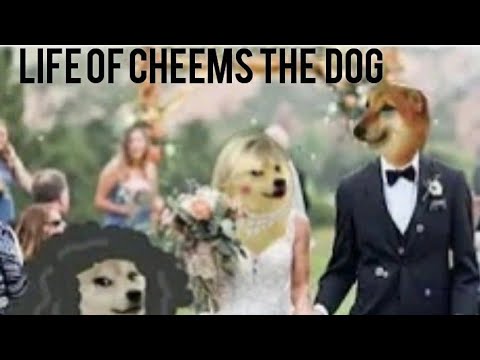 Life of cheems the dog - Part 1