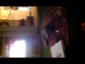 My Pitbull Moe Singing To The J G Wentworth Com