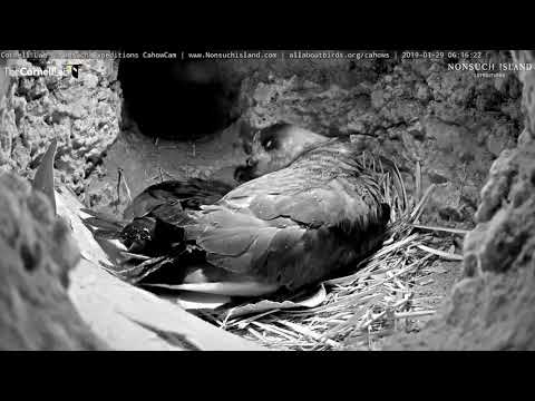 Both Cahow Parents Back In The Burrow Again – Jan 29, 2019