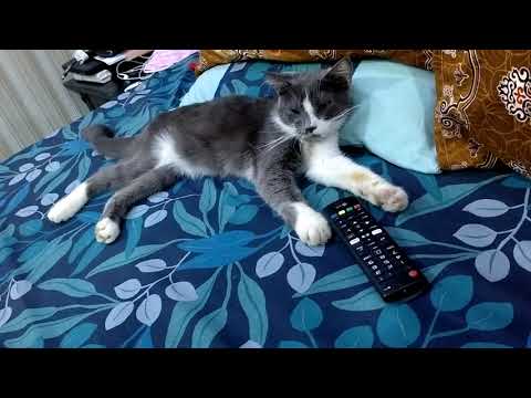 Cats are only who can be calm always 💞