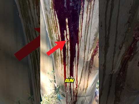 If you see this tree, run away quickly! 😱