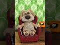 Hi Dog Haha Haha