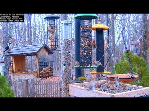 Bird Identification at Alabama Bird Feeder Cam - Jan. 11, 2020