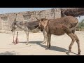 Incredible Donkey Breeding Captured In An Incredible Video
