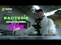 Djalil Palermo - Bactérie (Official Music) - Live 2024