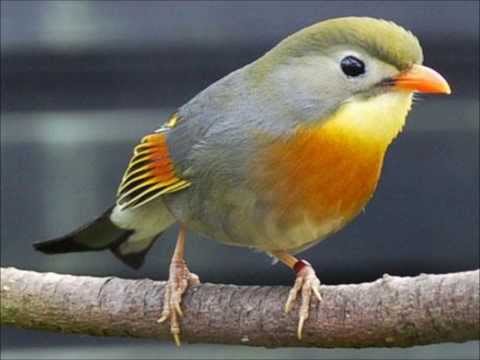 Rouxinol-do-Japão (Leiothrix lutea)