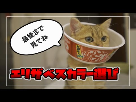猫用のエリザベスカラーの代替品