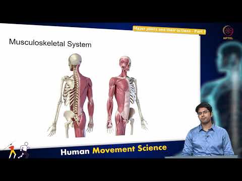 Major joints and their actions - Part 1