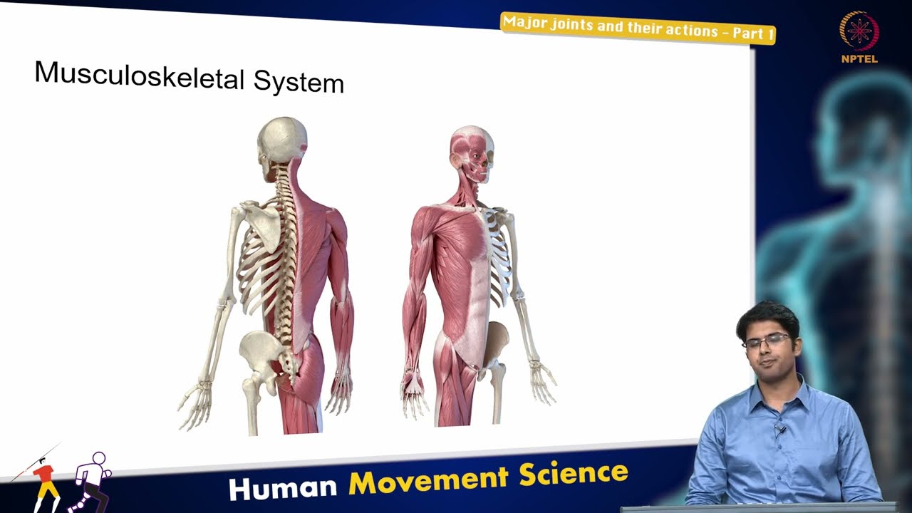 Major joints and their actions - Part 1