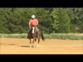What Is PHD For Horses