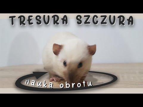 Jak tresować szczura #1 Jak nauczyć szczura obrotu ...