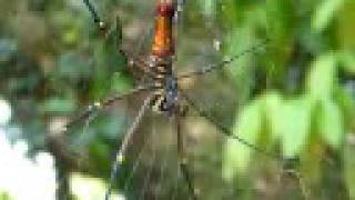 preview picture of video 'Banana spider at shrine in Kin Town, Okinawa, Japan'