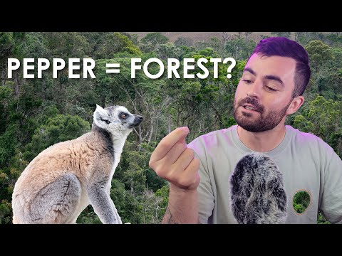 Saving Rainforest With Spices