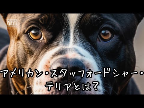 アメリカン・スタッフォードシャー・テリアのしつけ