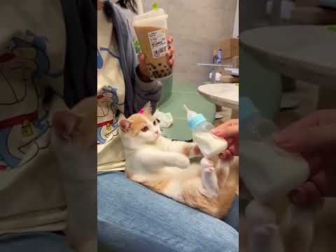 cat drinking milk very cute cat    #mybloopers