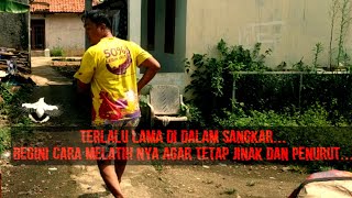 Download lagu Cara MELATIH burung JALAK PUTIH Jinak DAN Nurut meski sudah lama tidak di umbar... mp3