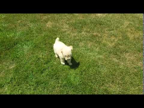 Rare color for soft coated wheatens