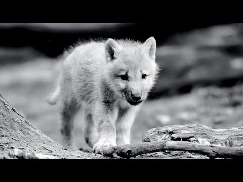This Hiker Saved the Life of an Alaskan Timber Wolf—4 Years Later the Wolf Still Remembered Him