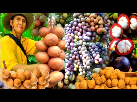 Gadis Sabah || FULL VIDEO Compilation part 1. Harvesting Fruits in Mycountryside with Mom & Brothers