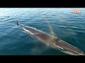Ground Breaking Research Discovers Sei Whale Singing For First Time Globally