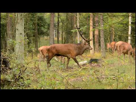 Pladshjort under brunsten  Ældre 10 ender Kompedal Plantage
