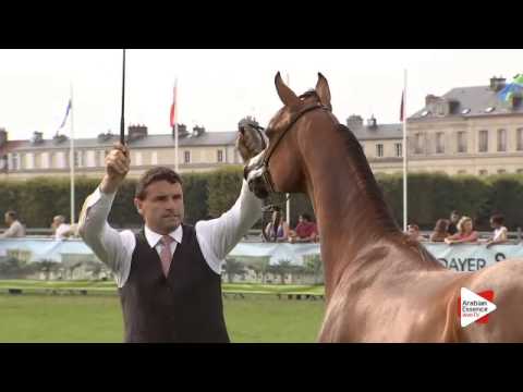 N.70 AJA ALISANDRO - Chantilly 2015 ABCE - Colts 1 year old (Class 6B)