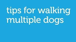 How to Walk Two Dogs on the Same Leash (Petco)