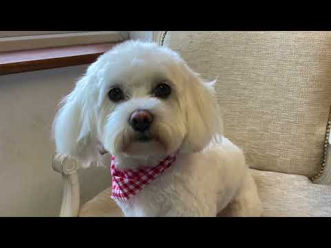 Sweetest Bichon/Maltese puppy Elsa in for grooming