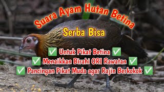 Download lagu Suara Ayam Hutan Betina Serba Bisa mp3
