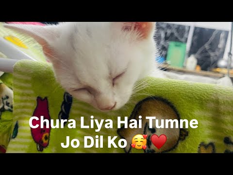 Chura Liya Hai Tumne Jo Dil ♥️ Ko #viralvideo #cat #kittenslovers #sleep #tranding