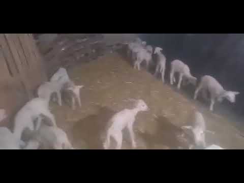 Автоматическая станция для выпойки козлят и ягнят SYLCO HELLAS (Греция)