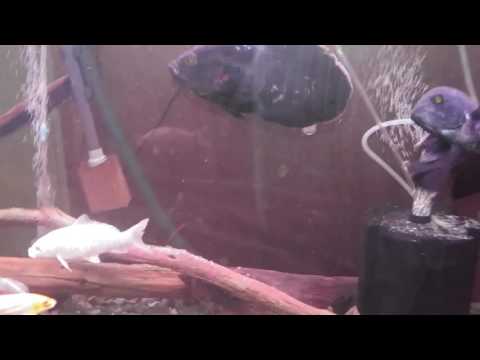 Update on my 125.🐳🐟🐡 Parasites on Oscars? Help!!!