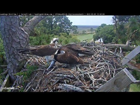 Fish Delivery For Ospreys At Savannah Nest – May 5, 2022