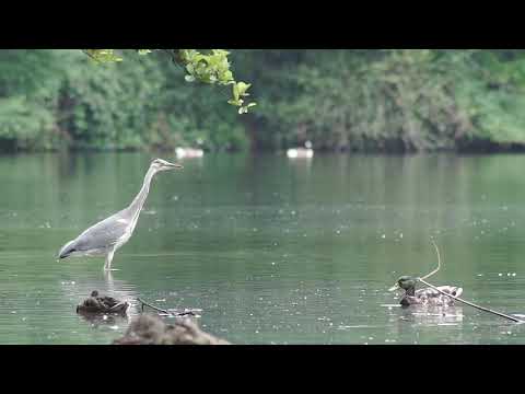 Die Saaler Mühle in Bergisch Gladbach #naturdoku #unserenaturdoku