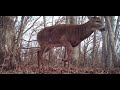Watch This Arrow Penetration Test for Whitetail Hunters