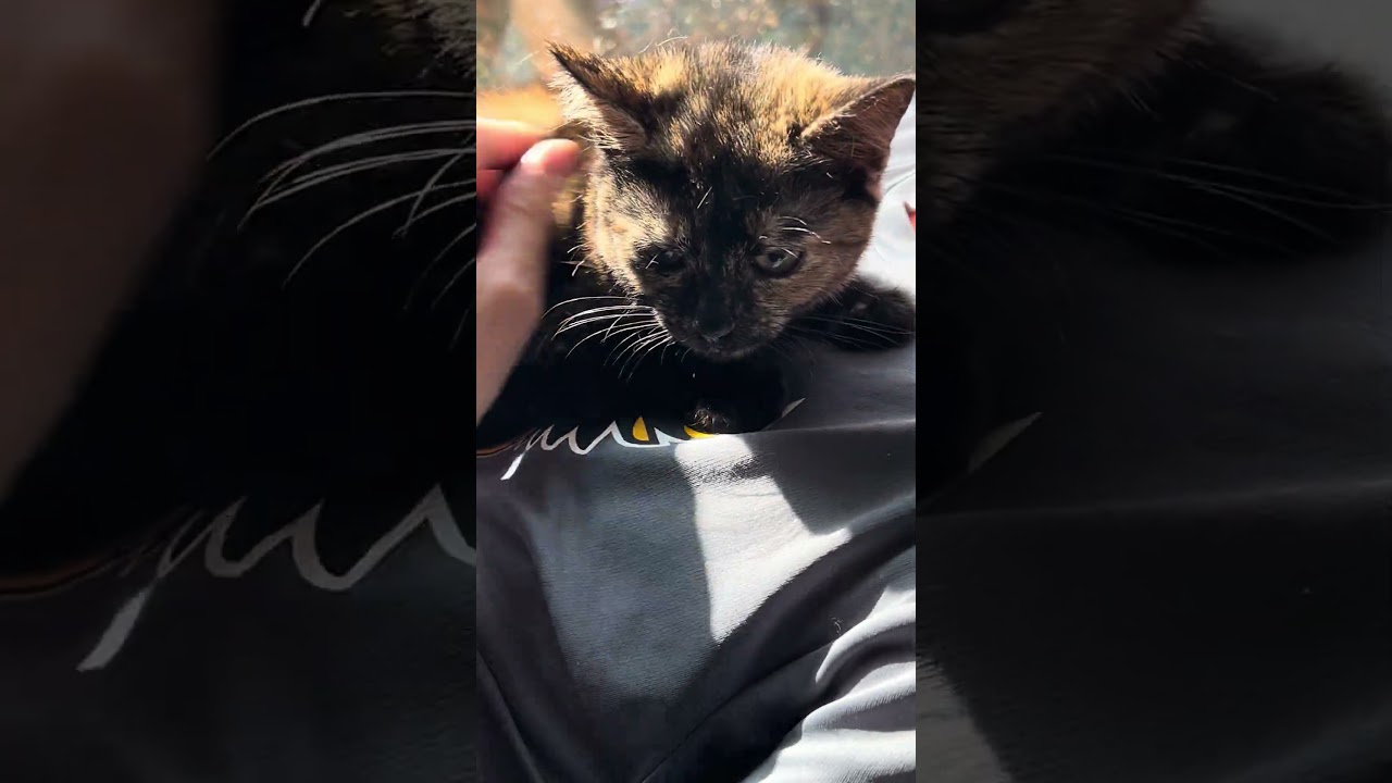 Enlarge MURPHY AND BIRDIE, a ADOPTABLE mixed breed in Atlanta, GA video 5/6