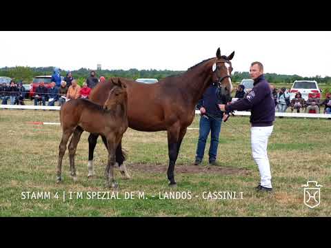 Fohlenschau 2018 | Hengstfohlen | I´m Spezial de M. - Landos -  Cassini I | Stamm 4 | B.  Hinrichsen
