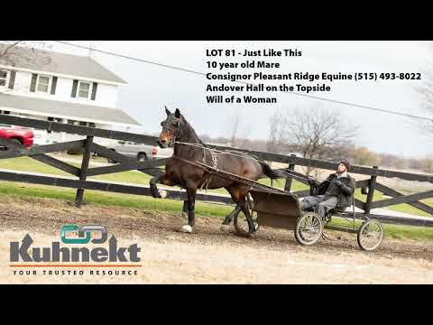 National Breeders Showcase Auction - Lot 81 Just Like This