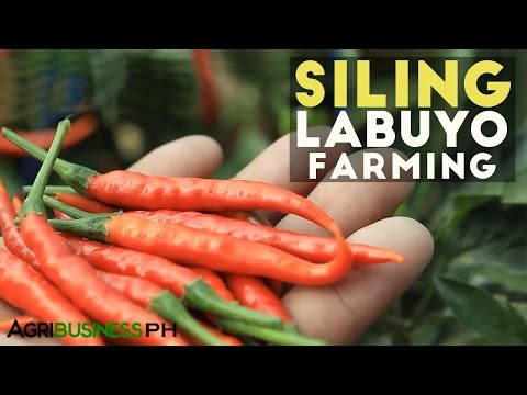 Simpleng wraps para sa pagbaba ng timbang ng bahay Mapupuksa ng tiyan sa loob ng 10 araw