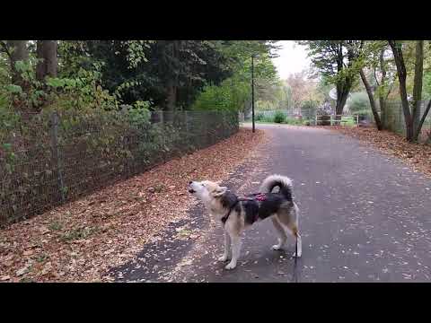 Wildenten-Action Part 21: Oh Suhna mio