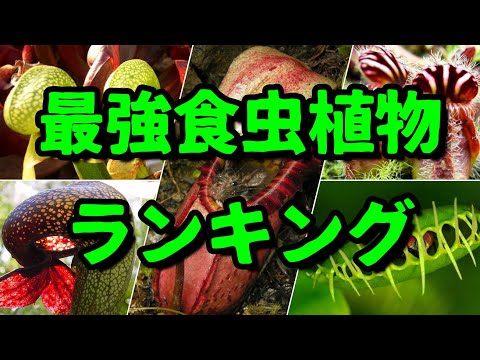 ミジンコは食虫植物に対して武装する