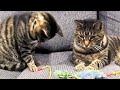 Cutest Tabby Cat Playing With Toy String Or Mouse