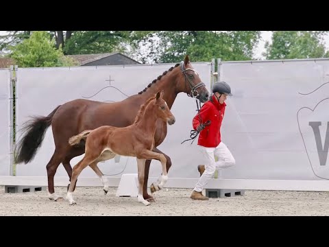 Victoria EQ - A filly by Viva Vitalis